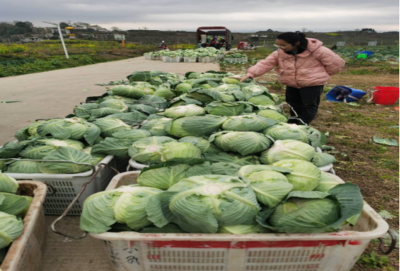 食用農(nóng)產(chǎn)品零售市場(chǎng)新觀察 品質(zhì)、渠道與消費(fèi)趨勢(shì)的嬗變