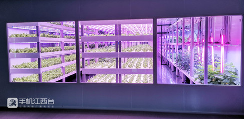 江西力源農(nóng)業(yè) 創(chuàng)新模式，將農(nóng)場(chǎng)“建在”超市，家門口的新鮮體驗(yàn)